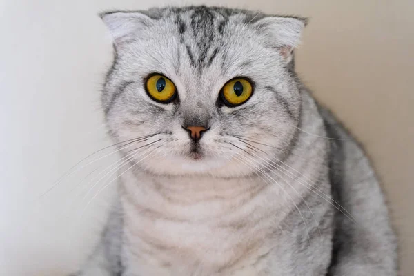 Fluffy Gray Beautiful Adult Cat Breed Scottish Fold Very Close — Stockfoto