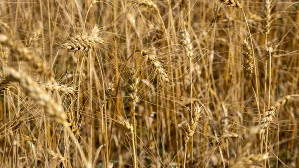Golden wheat field. Beautiful nature sunset landscape. Meadow wheat field background of ripening ears. Concept of high yield and productive seed industry. Bread crisis in the world