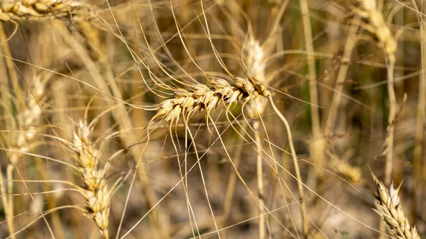 Golden wheat field. Beautiful nature sunset landscape. Meadow wheat field background of ripening ears. Concept of high yield and productive seed industry. Bread crisis in the world