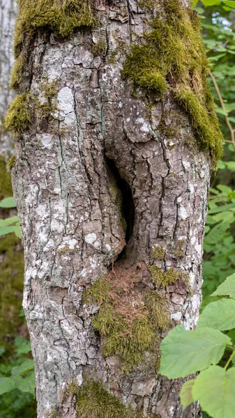 Teksturowana Powierzchnia Kory Starego Wieloletniego Drzewa Liściastego — Zdjęcie stockowe