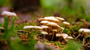 Magic mushrooms close-up. A cluster of small white mushrooms covered with moss in the forest. Many small poisonous mushrooms. Mysterious forest.