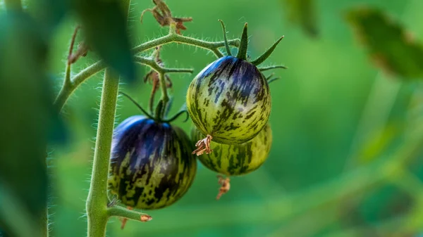 Cultivation of organic tomatoes Blue Berries. Fresh purple heirloom plant and fruit. Growing tomatoes in greenhouse