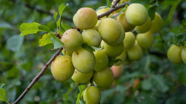 green unripe red plum grows and ripens on a branch of a plum tree. plum cultivation concept.