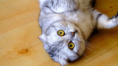 fluffy gray beautiful adult cat breed scottish very close portrait isolated. Lying on the wooden floor