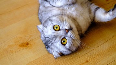 fluffy gray beautiful adult cat breed scottish very close portrait isolated. Lying on the wooden floor