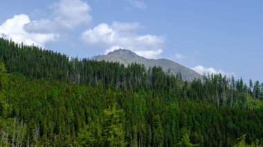 Hot summer day with light blue haze. Thick spruce forest. Mountain landscape with the huge rocky slopes of the High Tatras in Slovakia.