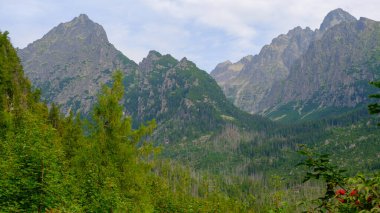 Misty horizons blue tones. Mountain landscape with huge rocky slopes of High Tatras and evergreen forest, Slovakia