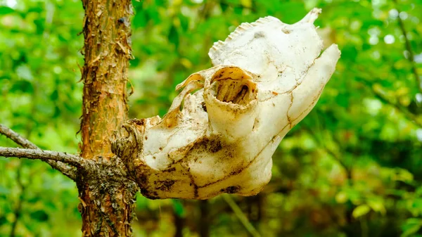 Skull of an animal on dried branches of a tree, in a wild forest.