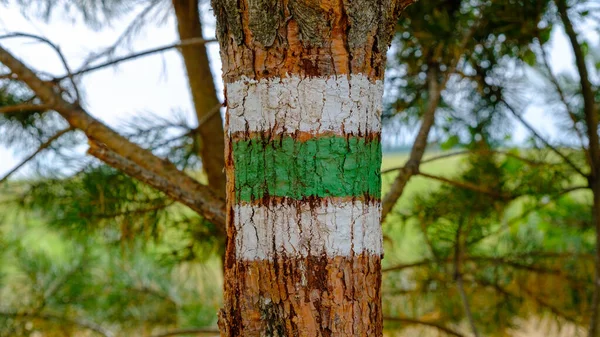 Hiking sign on a tree trunk. A sign that lines a hiking trail. Green tourist sign. Signs that determine the path, especially in the woods. Slovakia.