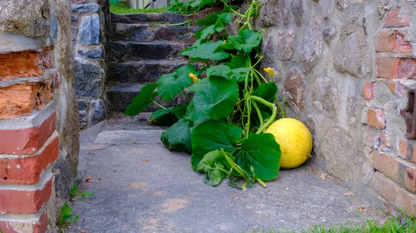 A yellow pumpkin has grown on the stairs of the house. Juicy fresh green leavesThere are various large vibrant yellow Halloween pumpkins on the concrete step