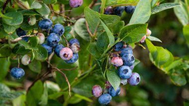 Büyük, olgun yaban mersini ya da yaban mersini dalları üzerinde büyüyen yaban mersini parlak güneş ışığı yapraklarıyla çevrili..