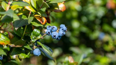 Büyük, olgun yaban mersini ya da yaban mersini dalları üzerinde büyüyen yaban mersini parlak güneş ışığı yapraklarıyla çevrili..
