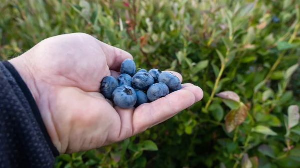 Large Ripe Cultivated Blueberries Huckleberries Man Hand — Stock Photo, Image