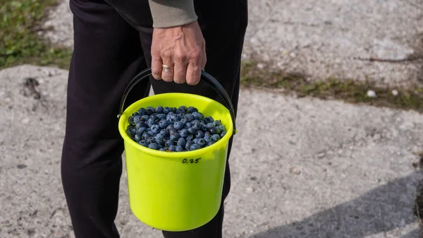 Lots of big juicy ripe cultivated blueberries. bilberries. The woman read a full green bucket.