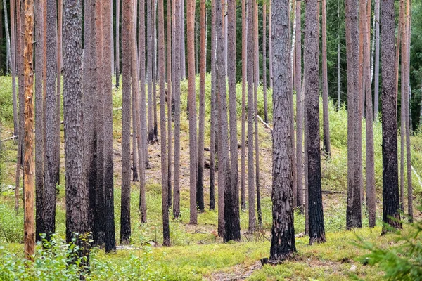 Burnt pine forest. Burnt trees. The forest recovered after the fire. Latvia Gauja National Park.
