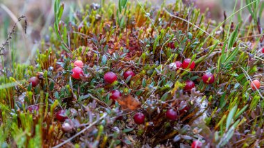 Bataklıktaki yosunlarda yabanmersini yetişiyor. Doğal arka plan. Yeşil yapraklar üzerinde parlak kırmızı yaban mersini, yerdeki yosunlu dallarda yetişir. Letonya 'nın güzel, el değmemiş bataklıkları.