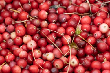Yaban mersinli vitamin seti. Böğürtlen bataklıkta yetişir. taze kızılcık.