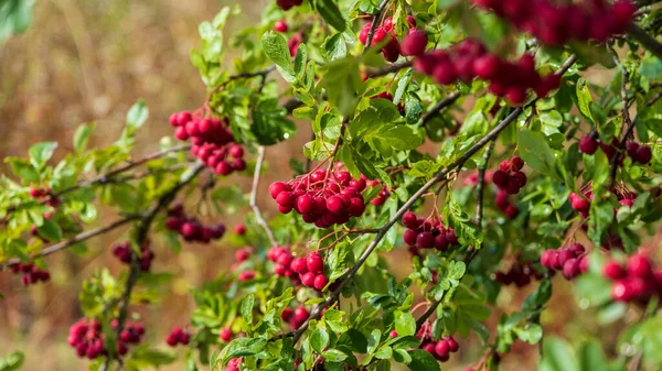 Sonbahar Sezonu Sonbahar Böğürtlenleri Dalda Rowan Meyvelerinin Inanılmaz Faydaları Rowan — Stok fotoğraf