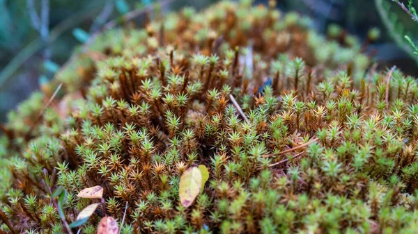 Bright Green Moss Background Saturated Green Abstract Pattern Shallow Focus — Stock Photo, Image