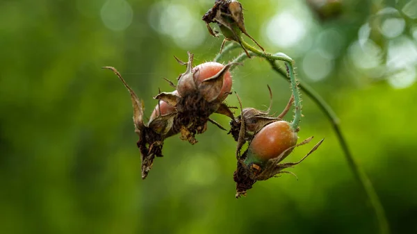 Wilde Roos Met Gezond Rood Fruit Rozenbottel Natuur — Stockfoto