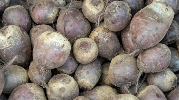 garden harvest harvested. a lot of red table beets