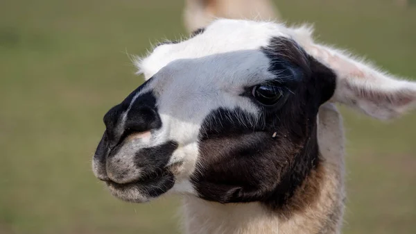 Lama Głowa Biały Czarnym Lewej Mini Zoo — Zdjęcie stockowe