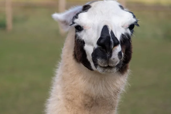 Llama head white with black front mini zoo.