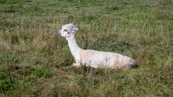 Sevimli Yetişkin Lama Alpakası Yeşil Çimlerin Üzerinde Uzanıyor Etrafa Bakıyor — Stok fotoğraf