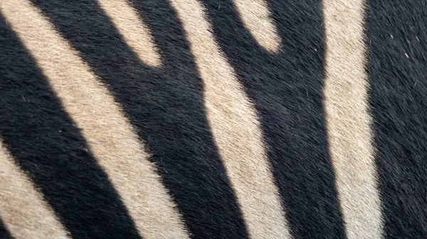 사진등 Zebras 의닫기 동물의 근접촬영 — 스톡 사진