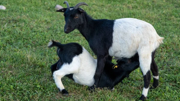 Young Goat Tugs Mother Teats Suckle Milk — стоковое фото