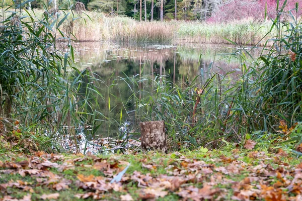 Das Ufer Des Sees Überwachsen Mit Schilf Gras Und Blumen — Stockfoto