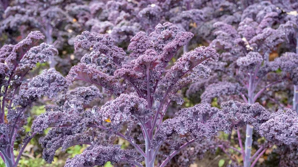 Purple Cabbage Bush Garden Fresh Healthy Diet Food — Stock Photo, Image