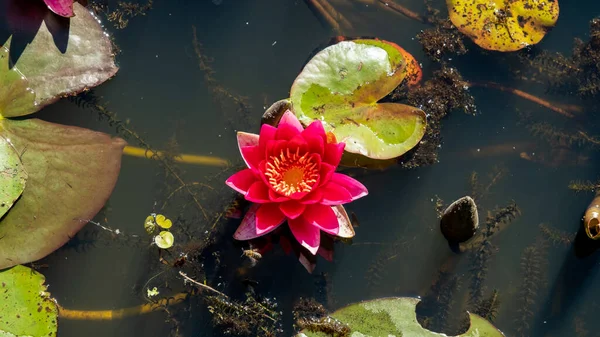 Beautiful red water lily flowers in a small Latvian lake.