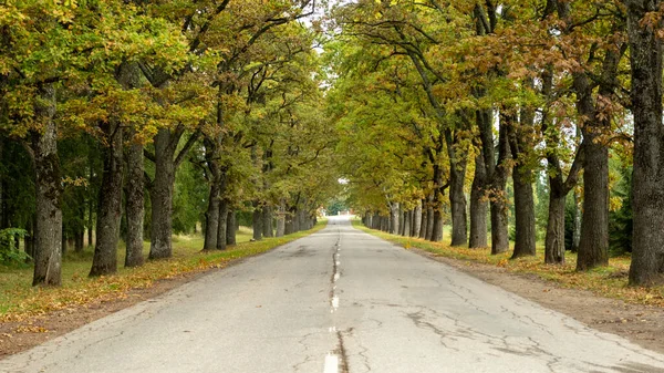 asphalt road with beautiful trees on the sides in autumn