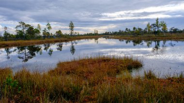 Bataklık manzarası, sonbaharda boyanmış bataklık bitkileri, küçük bataklık gölleri, küçük bataklık çam ağaçları, çimenler, yosun kaplı adalar, Kemeri Ulusal Parkı, Letonya.