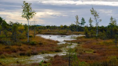 Bataklık manzarası, sonbaharda boyanmış bataklık bitkileri, küçük bataklık gölleri, küçük bataklık çam ağaçları, çimenler, yosun kaplı adalar, Kemeri Ulusal Parkı, Letonya