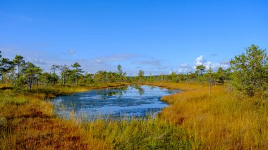 Bataklık manzarası, sonbaharda boyanmış bataklık bitkileri, küçük bataklık gölleri, küçük bataklık çam ağaçları, çimenler, yosun kaplı adalar, Kemeri Ulusal Parkı, Letonya
