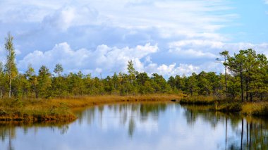 Bataklık manzarası, sonbaharda boyanmış bataklık bitkileri, küçük bataklık gölleri, küçük bataklık çam ağaçları, çimenler, yosun kaplı adalar, Kemeri Ulusal Parkı, Letonya