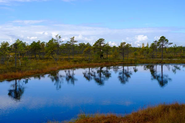 Τοπίο Βάλτων Βλάστηση Βάλτων Βαμμένο Φθινόπωρο Μικρές Λίμνες Βάλτων Νησιά — Φωτογραφία Αρχείου