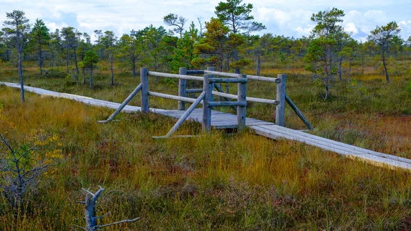 Kemeru Nemzeti Természetvédelmi Park Egy Fából Készült Ösvény Mocsaras Vizes — Stock Fotó