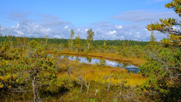 Bog Landscape Bog Vegetation Painted Autumn Small Swamp Lakes Islands — Stock Photo, Image