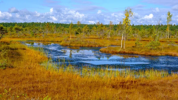 Krajobraz Bagienny Roślinność Bagienna Malowana Jesienią Małe Jeziora Bagienne Wyspy — Zdjęcie stockowe