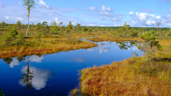 Bataklık Manzarası Sonbaharda Boyanmış Bataklık Bitkileri Küçük Bataklık Gölleri Küçük — Stok fotoğraf