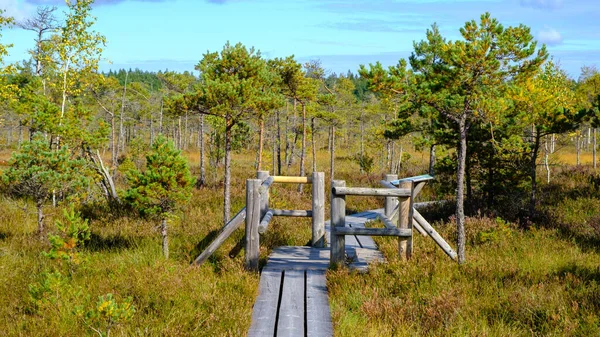 国立自然公園に指定されている 小さな松 植物や池と湿地湿地を介して木製のパス アウトドア活動や健康的なライフスタイルのためのハイキングルート — ストック写真