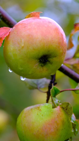 two apples in a orchard organic fruits with water drops dew natural nutrition food.