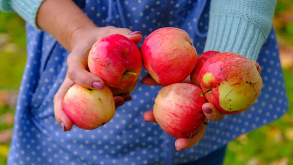 Una Mujer Recoge Manzanas Cubo Manzanas Rojas Naturales Sobre Hierba — Foto de Stock