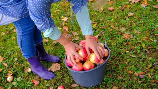 Bir kadın kovada elma topluyor. Yeşil çimenli doğal kırmızı elmalı siyah kova. Bir kova kırmızı elma..