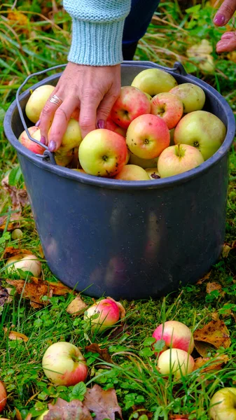 A woman picks apples in a bucket. Black bucket with natural red apples on green grass background. A whole bucket of red apples.
