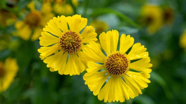 Yellow Autumn Flowers Background Green Leaves Autumn Flowers Meadow Forest — Stock Photo, Image