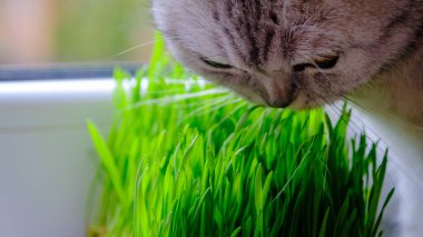 Kedi yavrusu yeşil taze otları yer. Kapatın. Seçici odak.